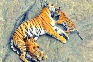 T 1s Daughter P 151 Gave Birth To Four Cubs