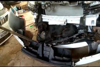 dog-got-stuck-in-car-bumper-after-hit-by-vehicle-and-travel-about-70-km-in-karnataka