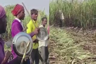 Navsari News : જીવ ના જોખમે કામ કરતા મજૂરો, ખેતરમાં છુપાયેલા દીપડાઓને ભગાડવા માટે અનોખો પ્રયાસ