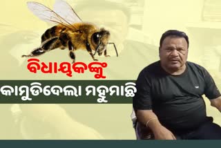 mla bhagirathi sethi injured after bee attack