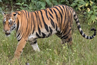 Tiger hunted villager in Kelhari