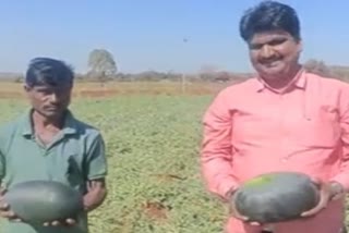 A young farmer grew a bountiful watermelon in Bidar