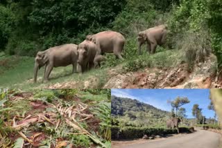 rapid action force  rapid action force in idukki  wild elephant issue  wild elephant issue in idukki  rapid action force from wyanadu  rrt  wild animal attack  latest news in idukki  latest news today  ഇടുക്കിയിലെ കാട്ടാനശല്യം  വയനാട്ടിൽ നിന്നുള്ള ദ്രുതകർമ്മ സേന  കാട്ടാന ശല്യം  വയനാട് ആര്‍ആര്‍ടി  ഇടുക്കി ഏറ്റവും പുതിയ വാര്‍ത്ത  ഇന്നത്തെ പ്രധാന വാര്‍ത്ത