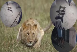 Viral Video of Lions : ખેડૂતની નિડરતા અને ધણખૂટના પ્રતિકારની વચ્ચે સિહોએ શિકારને મુક્યો પડતો