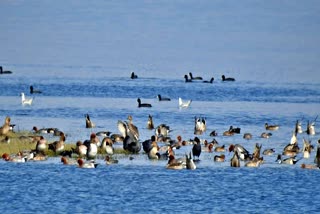 wetland site Pong Dam of Himachal