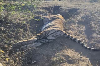 Shahdol tiger body found fear of hunting