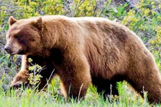 bear entered residential area in shahdol