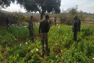 Police action on poppy cultivation in Khunti