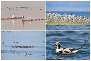 1.17 lakh migratory birds of 108 species arrived at Pong Dam in Himachal Pradesh