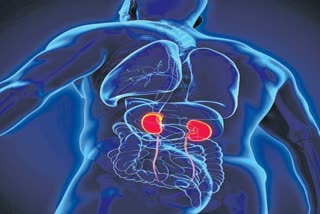 Ayurvedic Medication For Kidney Problems