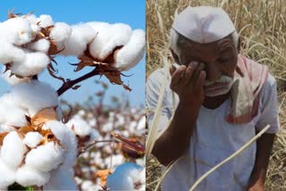 Cotton Price Falled