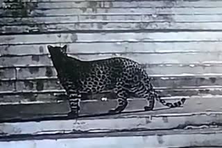 Leopard panic in Dongargarh