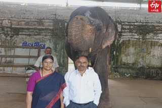 Mayiladuthurai Collector was blessed by the temple elephant before taking charge as Collector