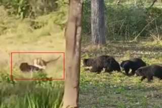 A mother bear rescued her cubs after a fight with a tiger