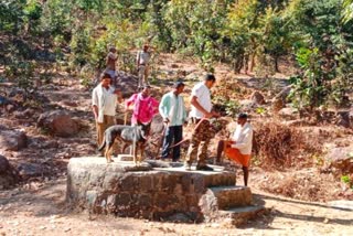 Tiger panic in Manendragarh Chirmiri Bharatpur