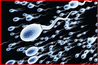 COVID-19 Impact on sperm quality