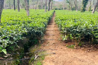 NETA survey on Assam Tea Garden