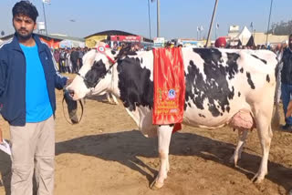 Haryana cow gave 72 kg of milk in the Kisan Mela of Jagraon, a national record