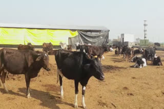 Cows dying of hunger in village Dubli of Tarn Taran