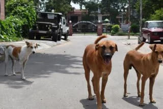 In Amritsar stray dogs preyed on the girl