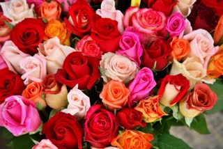 Red yellow or pink before giving know the meaning of these different colors of roses