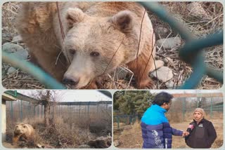Himalayan Brown Bears get special care at rehabilitation center of Dachigam National Park