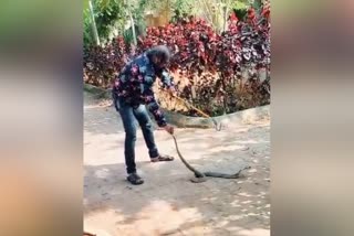 8 feet long cobra spotted in the park