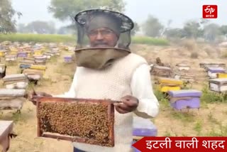 Farmers preparing Honey from Italian Honeybees