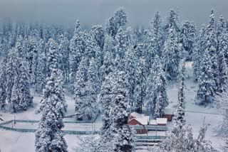 Snowfall in Auli