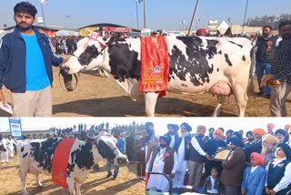 cow giving 72 kg milk