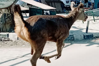 Wild cow in focal point area of Ludhiana