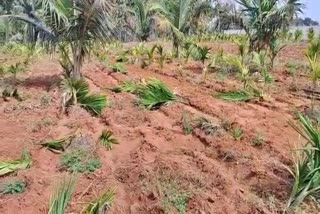 miscreants cut down areca nut trees