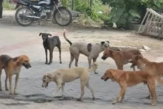 Stray Dog Breed Control Scheme