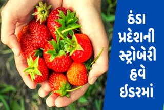 ider-new-revas-farmer-paints-a-new-picture-of-cold-zone-strawberry-cultivation