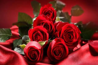 happy rose day wishes