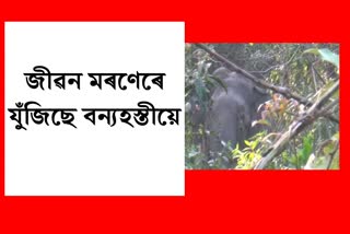 Jonai Forest Department provides treatment to injured wild elephant