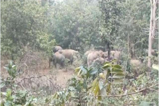 danger of elephants in bilaspur