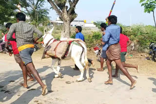 Donkey racing