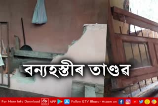 Wild Elephant destroyed houses in Kaliabor