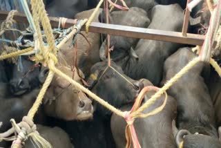 Many Illegal bulls seized in Basistha Guwahati