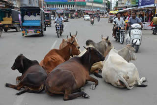 Hearing loss in stray cattle