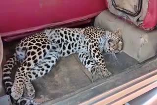 leopard-dies-in-chikkamagluru