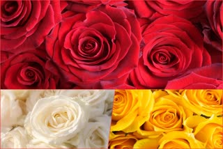 Etv BharatSignificance and meaning of different colours of Roses gifted on 'Rose Day': Valentines Week 2023