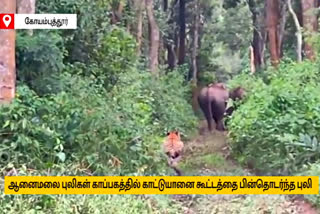 tiger followed a herd of wild elephants