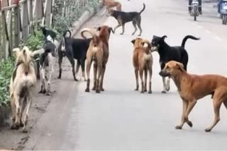 मुजफ्फरपुर में आवारा कुत्तों की संख्या