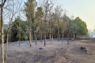 Cashew Garden Burnt fire