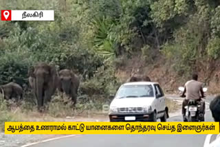 Motorists disturbing wild elephants without realizing the danger