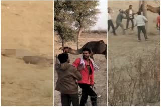 Bikaner Camel Assault Video, Camel Beaten To Death By Mob