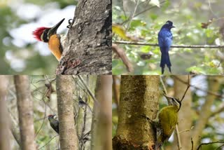 Many species of birds in Kumaon