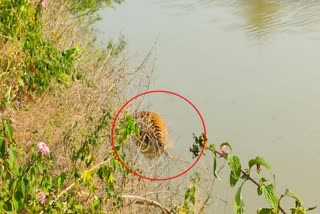 Tiger carcass found